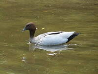 Canard à crinière