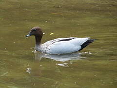 Maned Duck