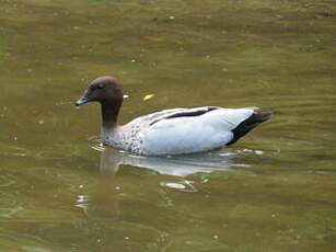 Canard à crinière