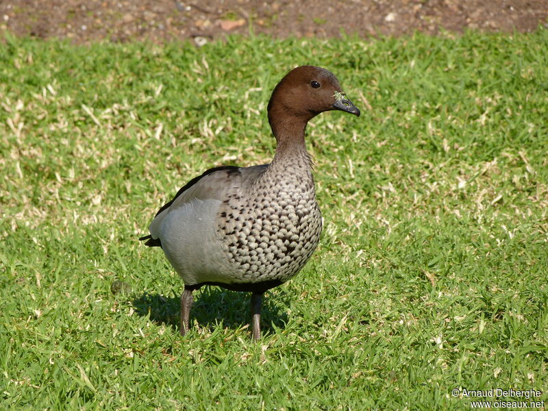 Maned Duck male
