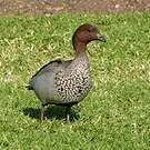 Canard à crinière