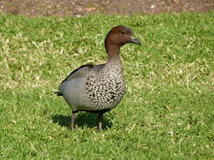 Canard à crinière