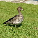 Canard à crinière