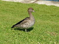 Canard à crinière