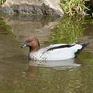 Canard à crinière