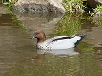 Canard à crinière