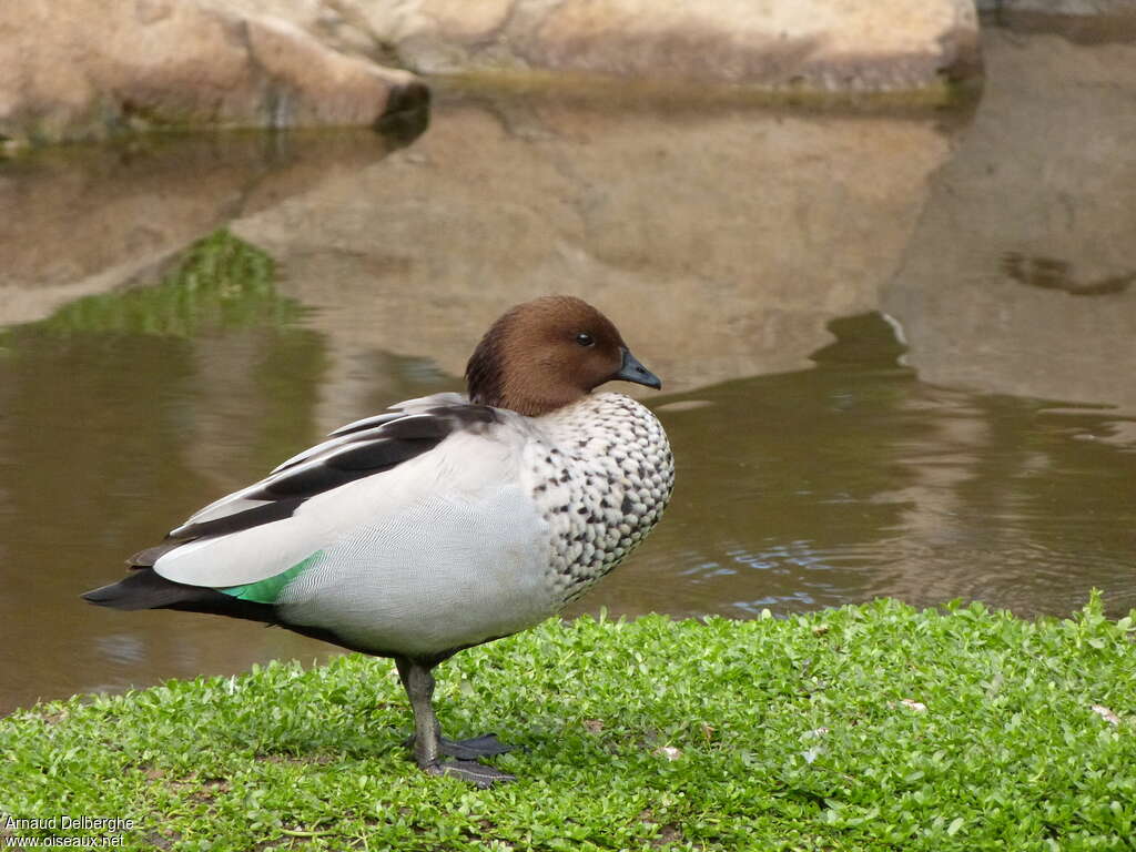 Maned Duck male adult, identification