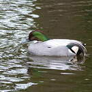 Canard à faucilles