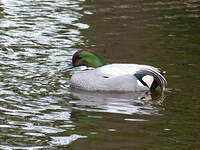 Canard à faucilles