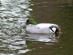 Falcated Duck