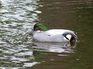 Canard à faucilles