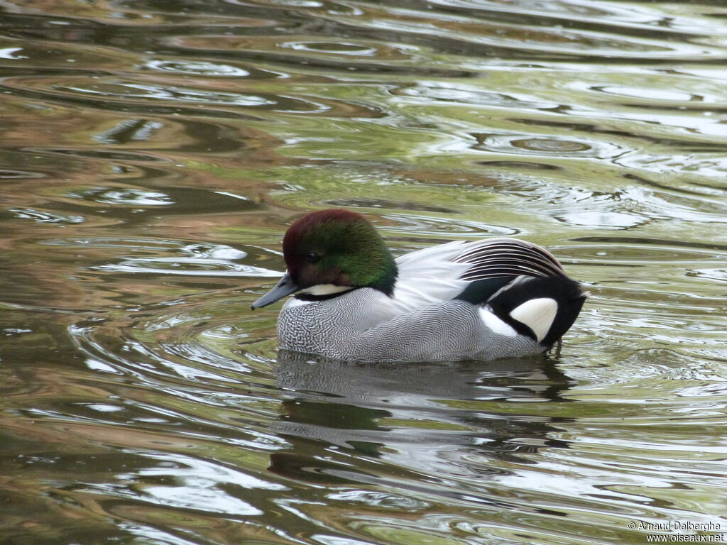 Falcated Duck