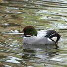 Canard à faucilles