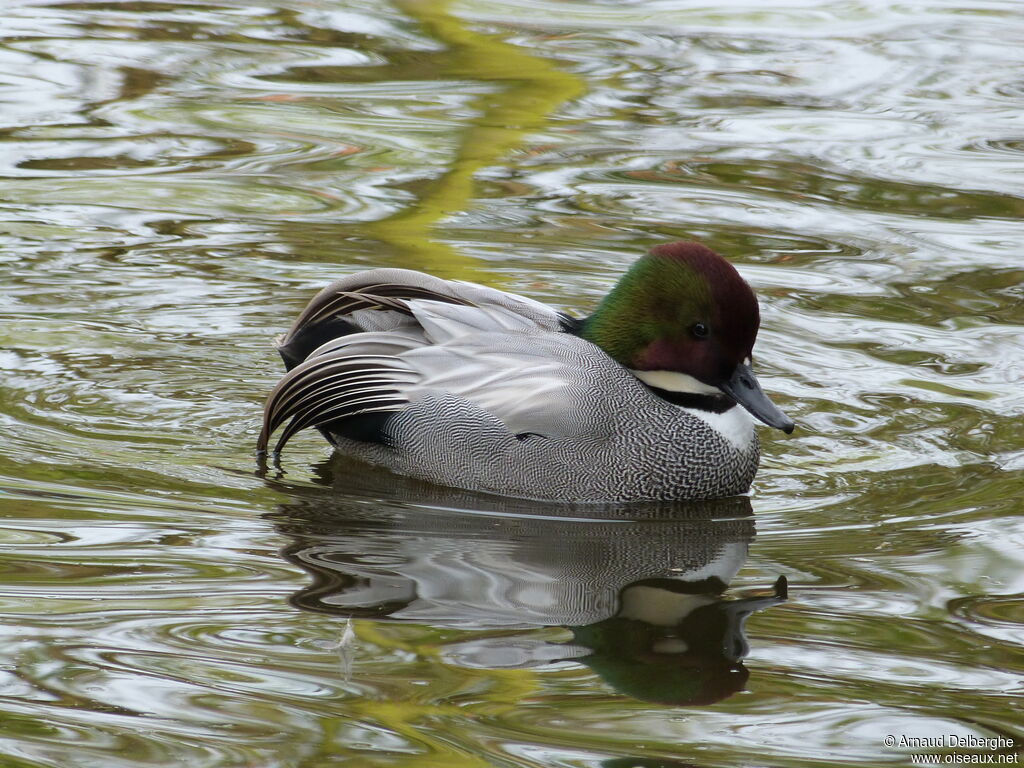 Falcated Duck