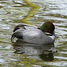 Canard à faucilles