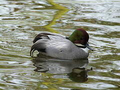 Falcated Duck