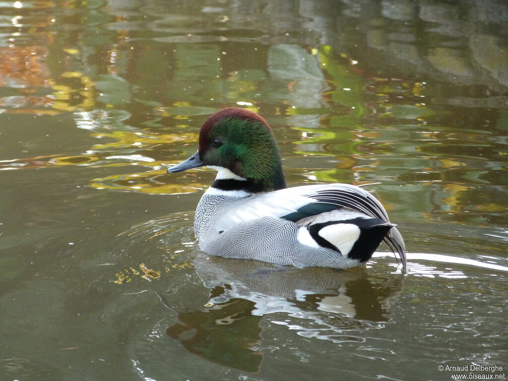 Falcated Duck