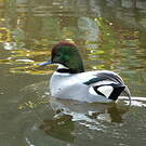 Canard à faucilles
