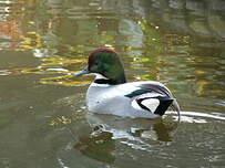 Canard à faucilles