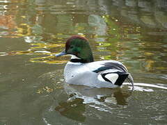 Falcated Duck