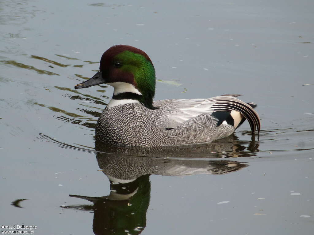 Falcated Duck male, identification