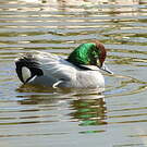 Canard à faucilles