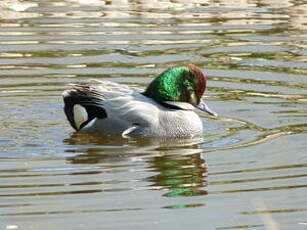 Canard à faucilles