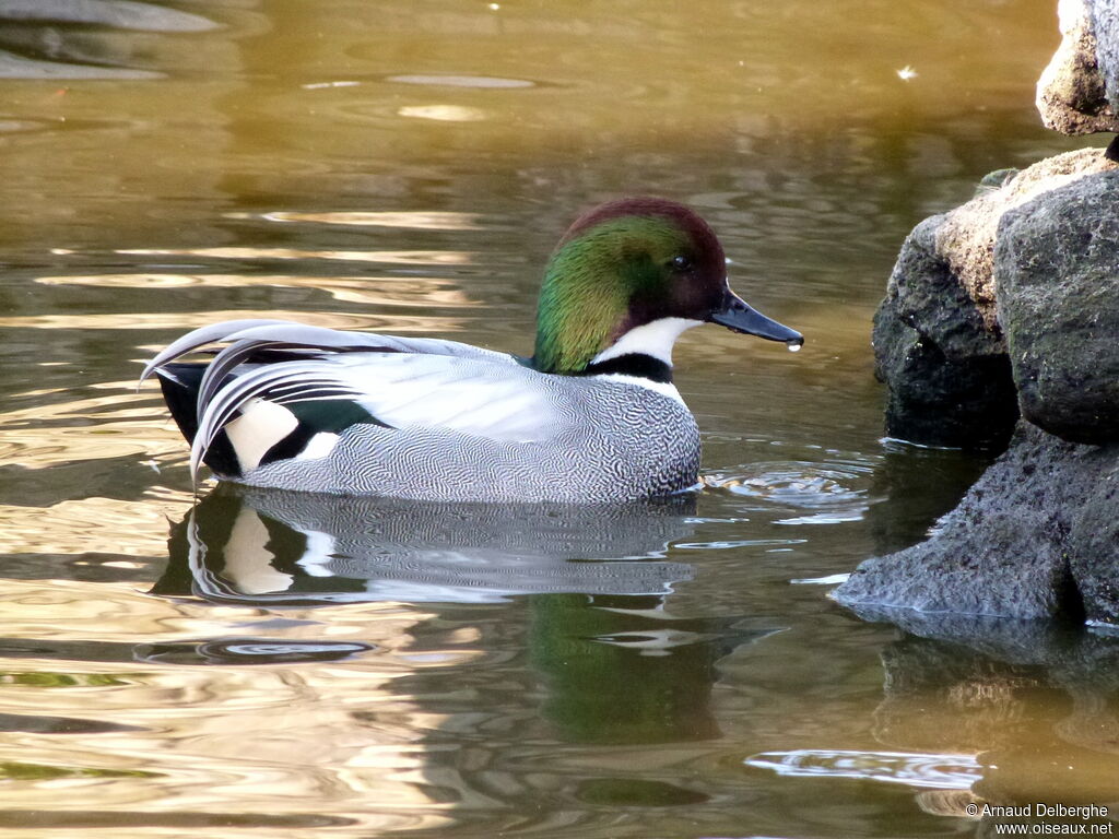 Canard à faucilles