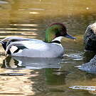 Canard à faucilles