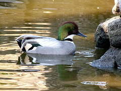 Falcated Duck