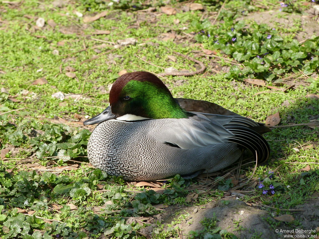 Canard à faucilles