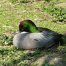 Canard à faucilles
