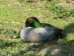 Falcated Duck