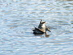 Canard à queue pointue