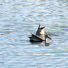Canard à queue pointue