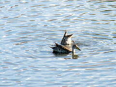 Canard à queue pointue