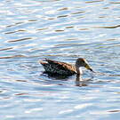 Canard à queue pointue