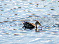 Yellow-billed Pintail