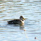 Canard à queue pointue