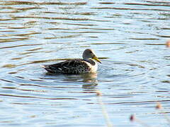 Canard à queue pointue