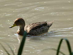 Yellow-billed Pintail