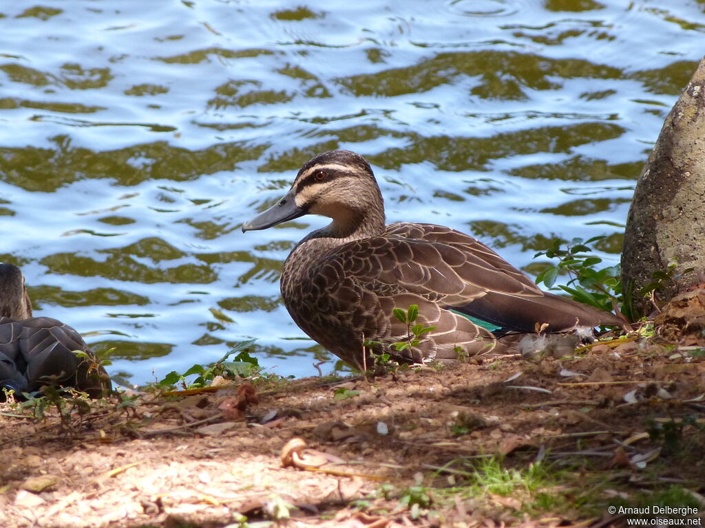 Canard à sourcils