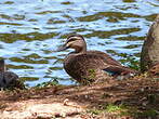 Canard à sourcils