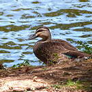 Canard à sourcils