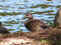 Canard à sourcils