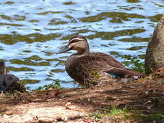 Pacific Black Duck