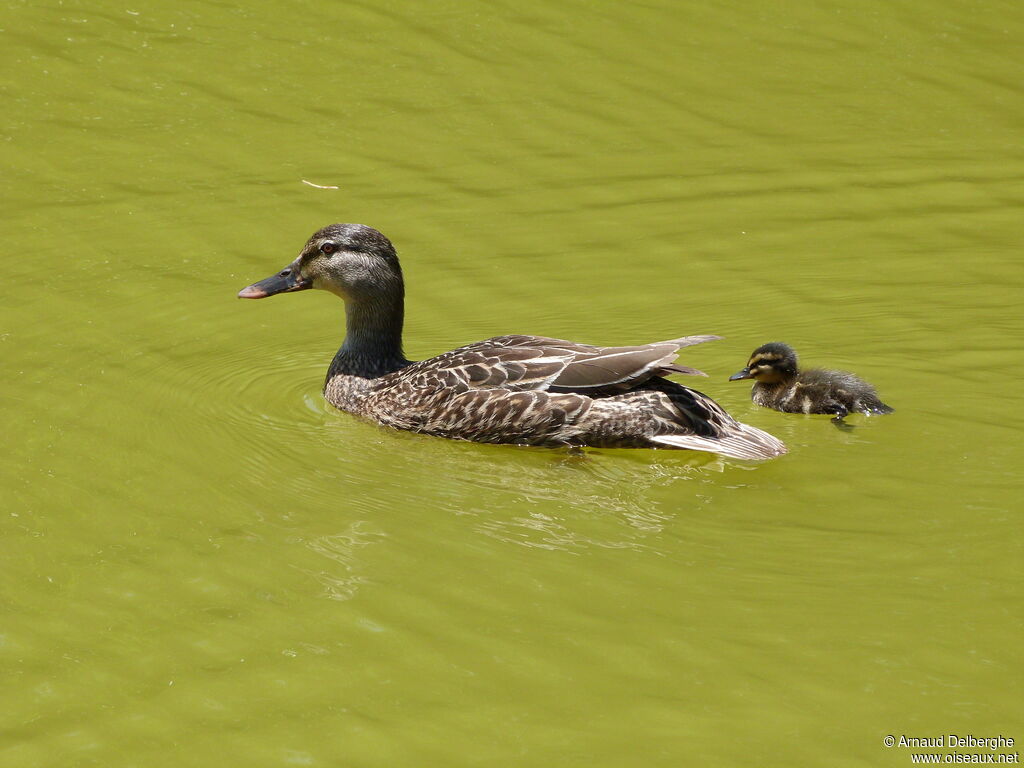 Canard à sourcils femelle