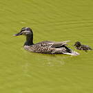 Canard à sourcils