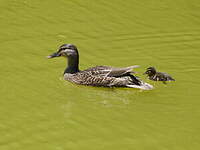 Canard à sourcils