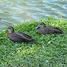 Canard à sourcils